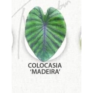 Colocasia Esc Madeira