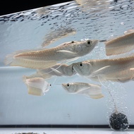 4-5 inch / 9-10inch/ 11-12  inch Silver Arowana (Grade A)  红匡银龙鱼