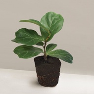 Ficus Lyrata Fiddle Leaf Fig real live indoor houseplant 琴叶榕 anak pokok tumbuhan daun hidup hiasan r