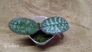 寶哥蘭園 Phal .schilleriana 西蕾麗 會香 1.5吋盆