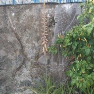 bunga lidah buaya langka