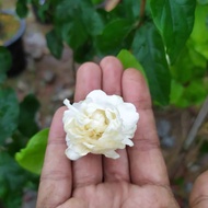 ✓RARE MELUR ROSE(GRAND DUKE OF TUSCANY SAIZ BESAR)