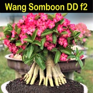 Adenium WSB DD f2 Seeds/Benih (5/10 Seeds). Thailand origin. Limited Stock. Ready stock in Msia