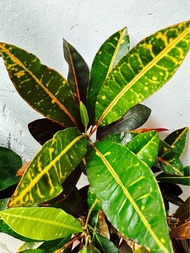 變葉木 多色灌木 盆栽 花園露台門口 易養 代表財富 愛情 植物 觀葉 Codiaeum variegatum tree plant