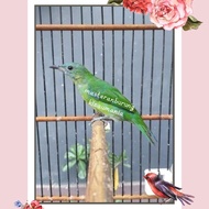burung cucak ijo betina mapan gacor mewah siap produk dan masteran