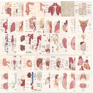 50 Sheets Niche Anatomy Atlas Stickers Creative Detailed Medical Students Biology Notebook Desktop N