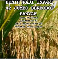 BENIH BIBIT PADI INPARI 42 JUMBO BERBOBOT BANYAK 5KG
