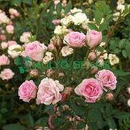 tanaman hidup mawar baby rose - mawar mini babyrose - kuncup