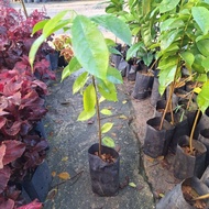 Pokok Durian belanda pokok buah buahan pokok hidup