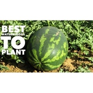 Watermelon Seeds F1 Hybrid / Benih Tembikai F1 Hybrid - King