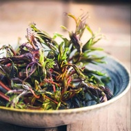 20 เมล็ด ผักตูน ผักหวานป่าเกาหลี Toona Sinensis Seeds