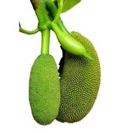 buah nangka muda/gori tong tolang nangka