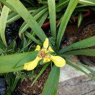 Anggrek Tanah (bunga kuning)