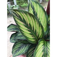 ▪ﺴ【COD】10pcs Rare Calathea Seeds Air Freshening Plants Seeds #SW11