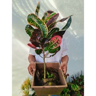 Pokok Puding Thailand ID: Keropok Pink Cantik(Rare Item)🔥
