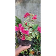 Fuschia Pink bougainvillea