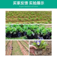 Nutrition Nutrition Bag Bowl New Style Plastic Cup Seedling Plus Cup Nutrition Disposable Thick Larg