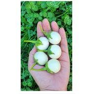 small white eggplant seed / miniature eggplant/brinjal-aubergine