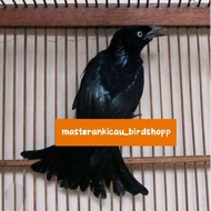 burung srigunting Awar Awar mata putih cakep