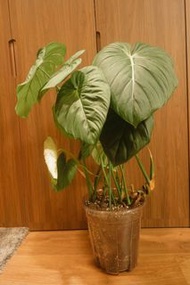 Philodendron ‘McDowell’ 麥克蔓綠絨