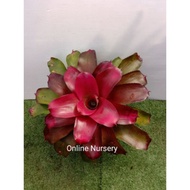 Bromeliad Hybrid Red