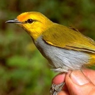 Burung Pleci Wallacea Rajin Bunyi