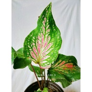 NEW COLLECTION😍[Ready Stock]Live plant/Pokok hidup/Caladium/Anak pokok keladi Thai Beauty