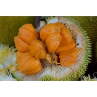 ANAK POKOK BUAH TARAP ISI KUNING HARGA BORONG  ( HARGA UNTUK 10 POKOK ) -TARAP FROM SABAH