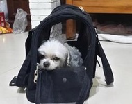 (二手) 小型犬貓 寵物提籠