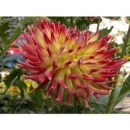 DINNERPLATE DAHLIA TUBER IDSUMMER BREEZE