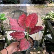 Aglaonema Red anja