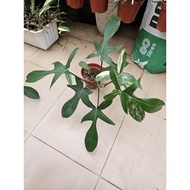Philodendron Florida beauty revert