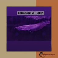ikan arwana silver brazil serat merah size ±20cm