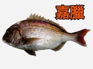 嘉臘魚－#龍虎石斑魚#珍珠石斑魚#澎湖直送#澎湖優鮮#海鮮#龍膽石斑魚#海鱺魚#金鯧魚#嘉臘魚#海水養殖#魚塊#魚肉#無