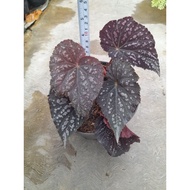 Sindo - Begonia Rex Live Plant BCA7LAEEWW