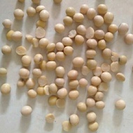 Stylish 1 Kg Kacang Kedelai Bola Import Usa No 1 - Kedelai Tempe -