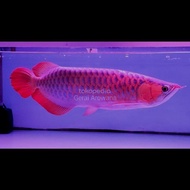 arwana super red 50cm merah