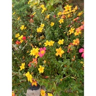 FTH " pokok portulaca / kembang pagi / pokok hiasan / pokok hidup / tahan panas