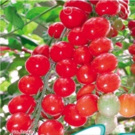 5 benih tomat Cherry Red Tomat - Cherry Red Tomato Seeds