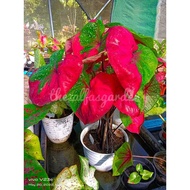 THEZALFASGARDEN - KELADI CAT TUMPAH / RED BARRET CALADIUM