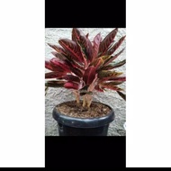 aglaonema red sumatra murah