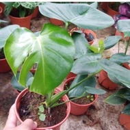 Anak Pokok Monstera Monstera Deliciosa/Polybag