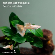 【AC草影】真紅眼蕾絲蛇王緞帶孔雀（對魚） 【一對】孔雀魚