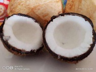 Anak Pokok kelapa Tacunan import Filipina