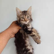 kucing kitten Mainecoon jantan