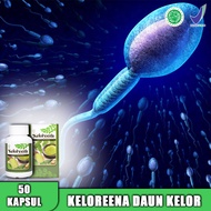 Obat Penambah Sperma / Obat Mani Encer / Obat Subur Sperma / Penyubur Sperma / Semen Booster / Kelor