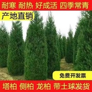 塔柏树苗柏树苗侧柏树苗侩柏树苗松树苗龙柏树苗松柏树苗四季常青
