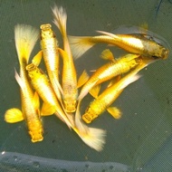 HOT DEAL! GUPPY GOLD 4 PAIR