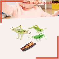 [Sharprepublic] Locust Life Cycle Set Figurines Realistic Cognitive Growth Cycle Growth Stage Model for Birthday Gifts Themed Party Favors