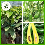 ต้นอะโวคาโด 034 นำเข้าจากเวียดนาม ต้นอะโวคาโดที่เพาะจากเมล็ด สูง 60-80 ซม. ให้ผลตลอดทั้งปี ให้ผลผลิต